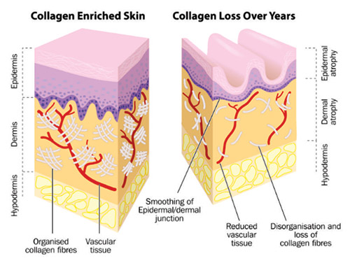 Boosts collagen production